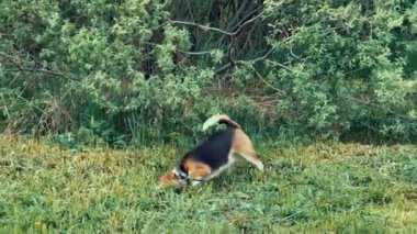 Beagle köpeği parkta toprağı kazıyor..