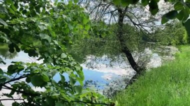 Yaz günü göletin sakin manzarası. Yeşil huzurlu arkaplan.