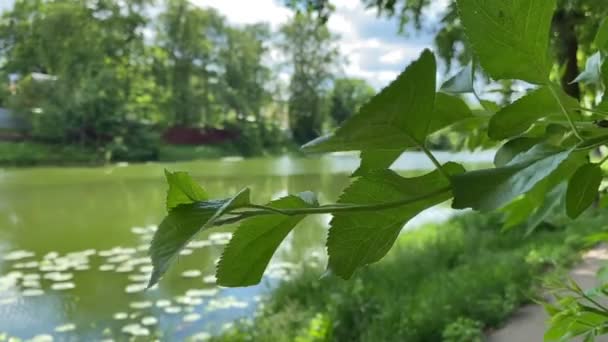 Rustige scène van vijver op zomerdag. Groene vreedzame achtergrond. — Stockvideo