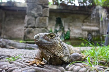 Bali iguana, Endonezya