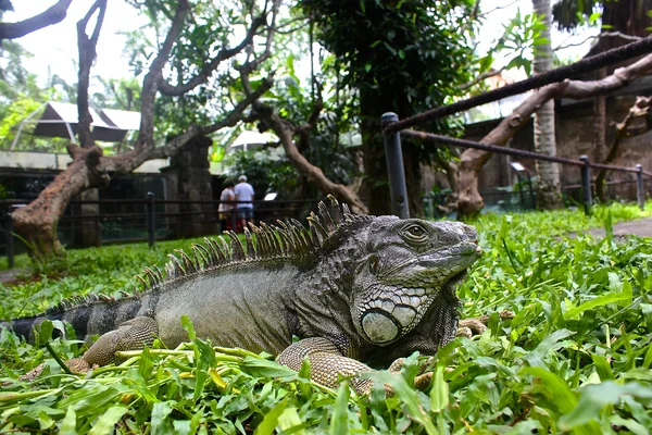 Leguán na Bali, Indonésie — Stock fotografie