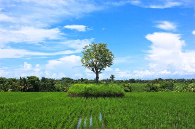 Ağaç üzerinde pirinç alan, Bali
