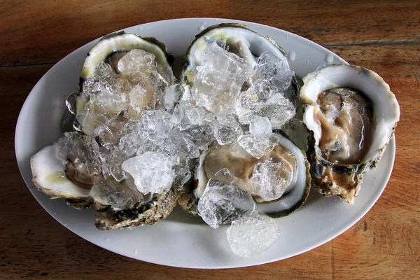 Opened oysters on ice — Stock Photo, Image