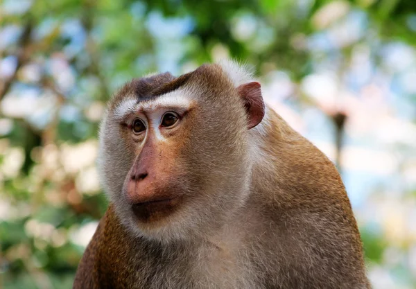 Wild monkey face djungel — Stockfoto