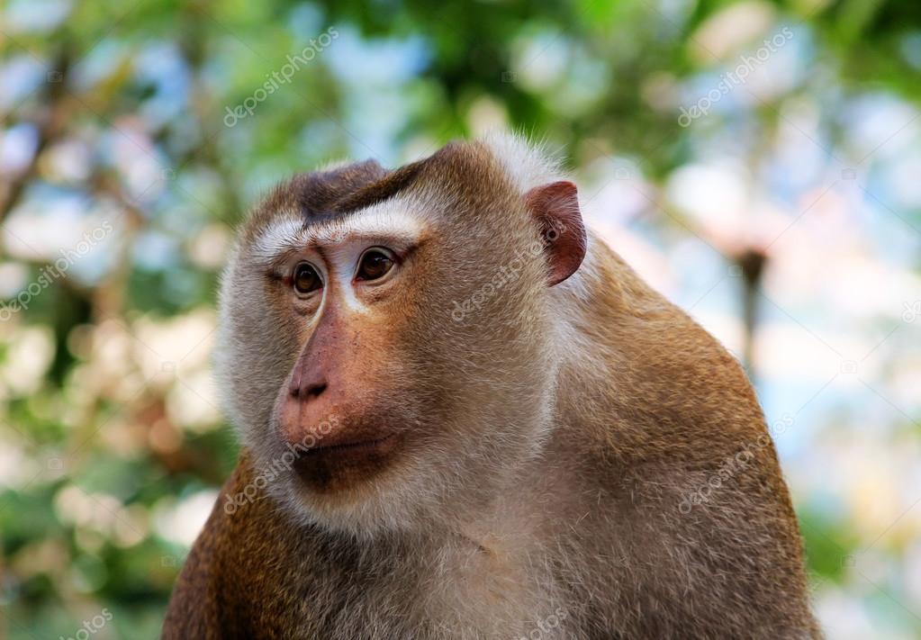 Wild Monkey Face Jungle Stock Photo C Friday
