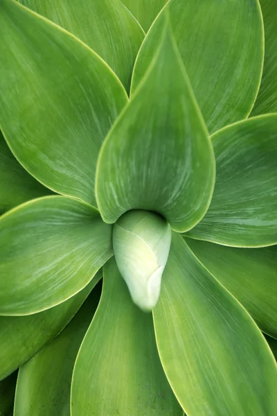 Gröna blad för bakgrund — Stockfoto