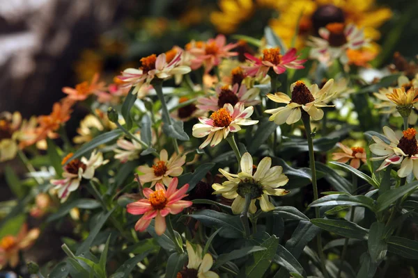 Vårblommor på ängen — Stockfoto