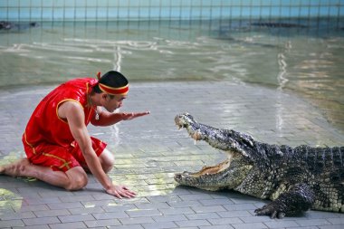 Tayland timsah gösterisi