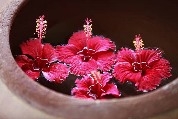 水にハイビスカスの花 — ストック写真