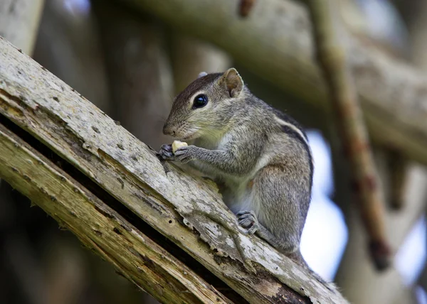 Veverița mănâncă fructe — Fotografie, imagine de stoc