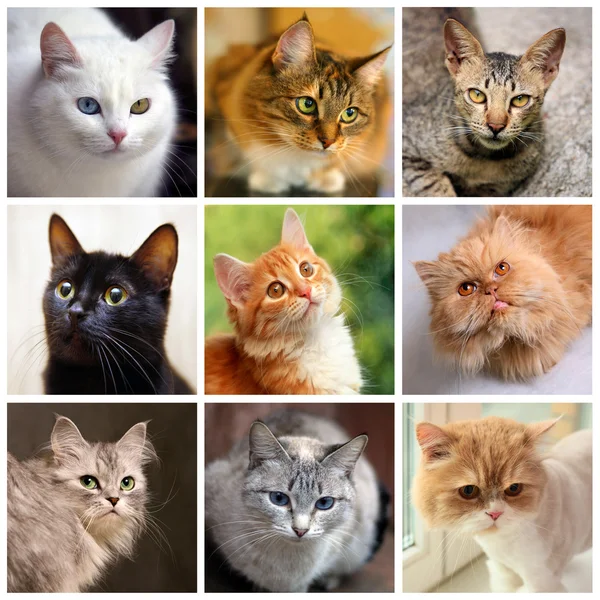 Different cat breeds hi-res stock photography and images - Alamy