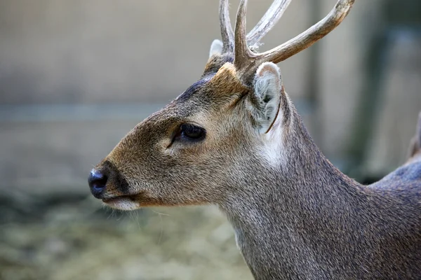 Doe detailed portrait isolated on forest background — Stock Photo, Image