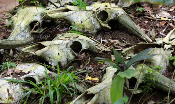 The bones of dead animals in the forest