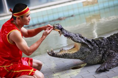 Tayland timsah gösterisi