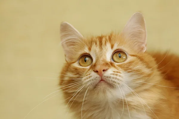 Porträt einer jungen Katze — Stockfoto