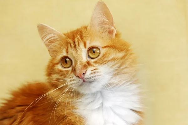 若い猫の肖像画 — ストック写真