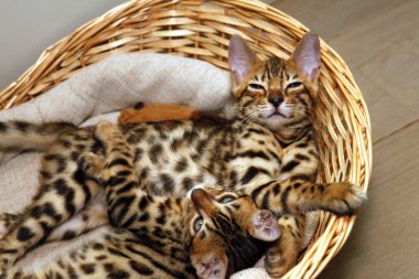 Bengal kittens in a basket clipart