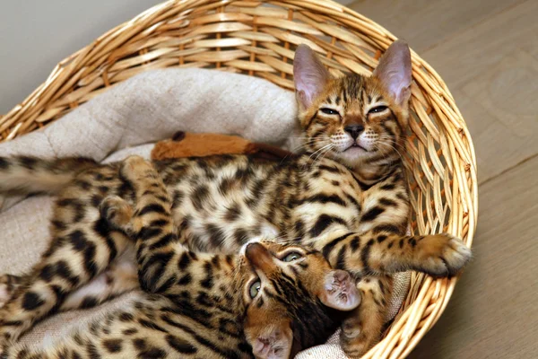 Gatinhos de bengala em uma cesta — Fotografia de Stock