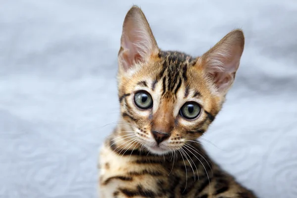 작은 벵갈 고양이 — 스톡 사진