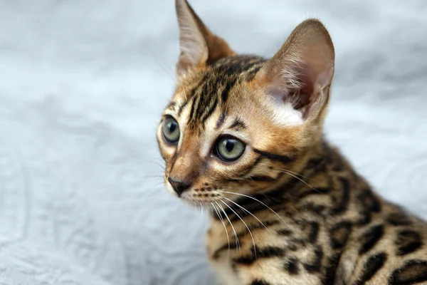 Pequeño gatito de bengala — Foto de Stock