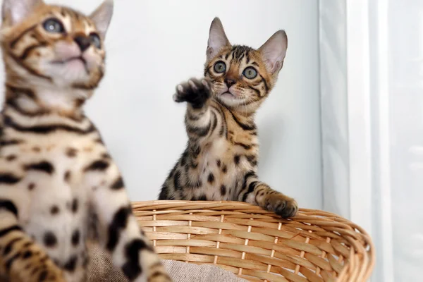 Mały bengal kitten — Zdjęcie stockowe