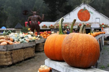 birçok farklı kabaklar