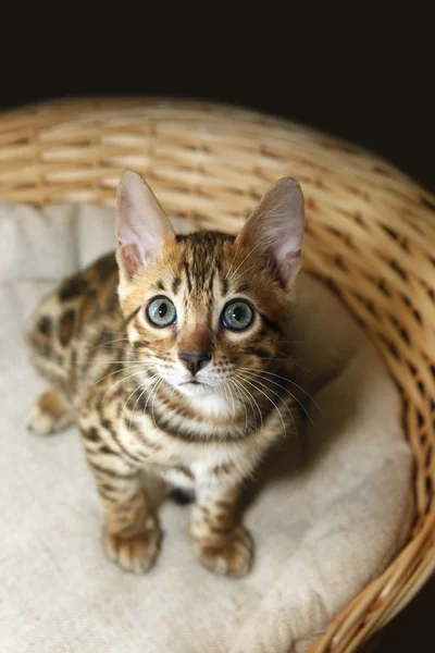 Маленький кошеня Бенгалія — стокове фото