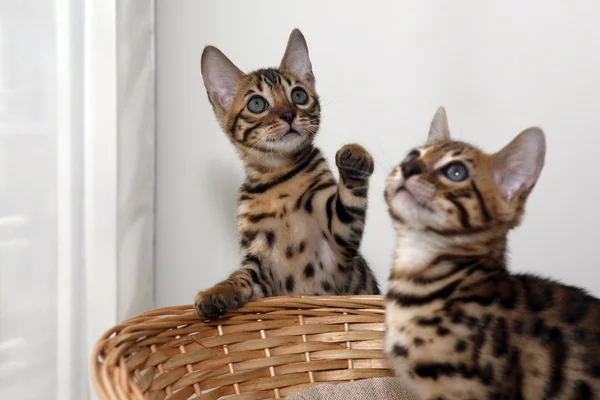 Pequeño gatito de bengala — Foto de Stock