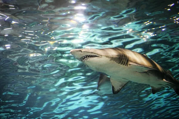 Podwodne pływanie rekin — Zdjęcie stockowe