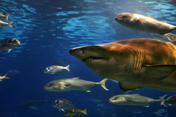 Rekin szary, pływanie pod wodą — Zdjęcie stockowe