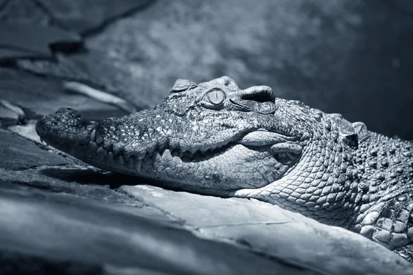 Muzzle of the crocodile close up — Stock Photo, Image