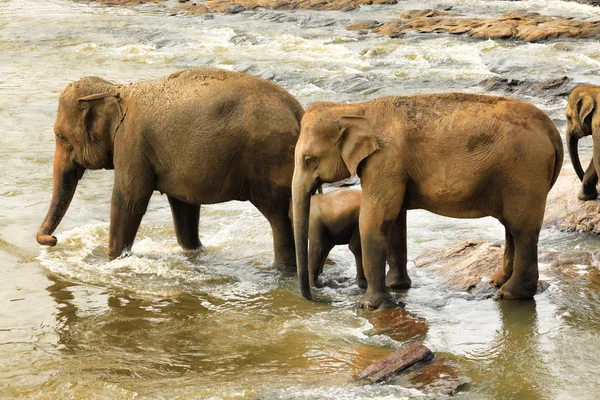 Family of Indian elephants — Stock Photo, Image