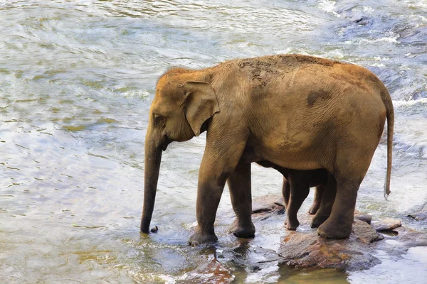 Family of Indian elephants — Stock Photo, Image