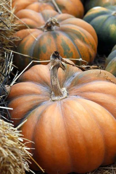 Citrouilles — Photo