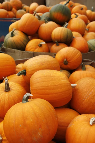 Pumpkins — Stock Photo, Image