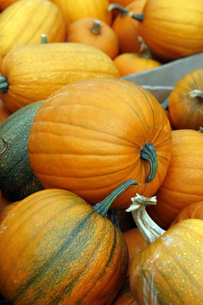 Pumpkins — Stock Photo, Image