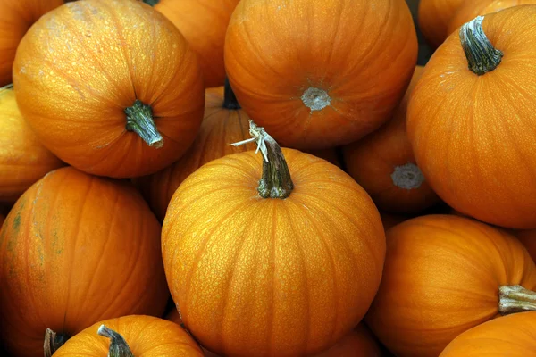 Pumpkins Stock Photo