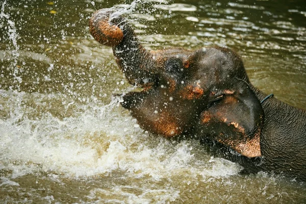 O elefante na água — Fotografia de Stock