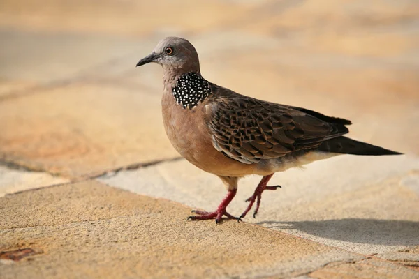 O pombo — Fotografia de Stock