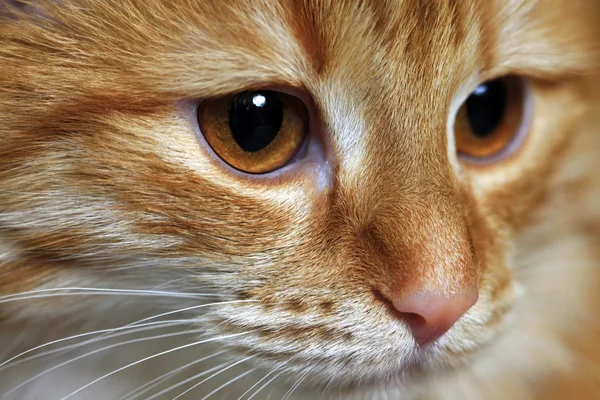 Portré egy fiatal macskáról — Stock Fotó