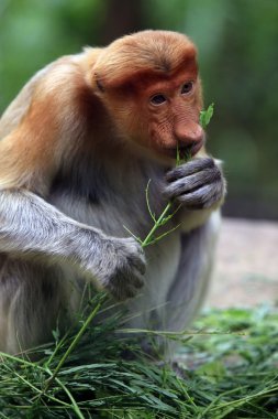 Proboscis monkey clipart