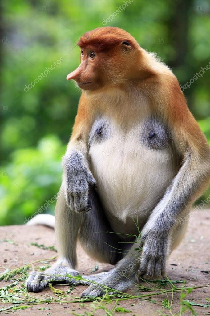 Proboscis monkey, Endangered, Borneo, Long Nose