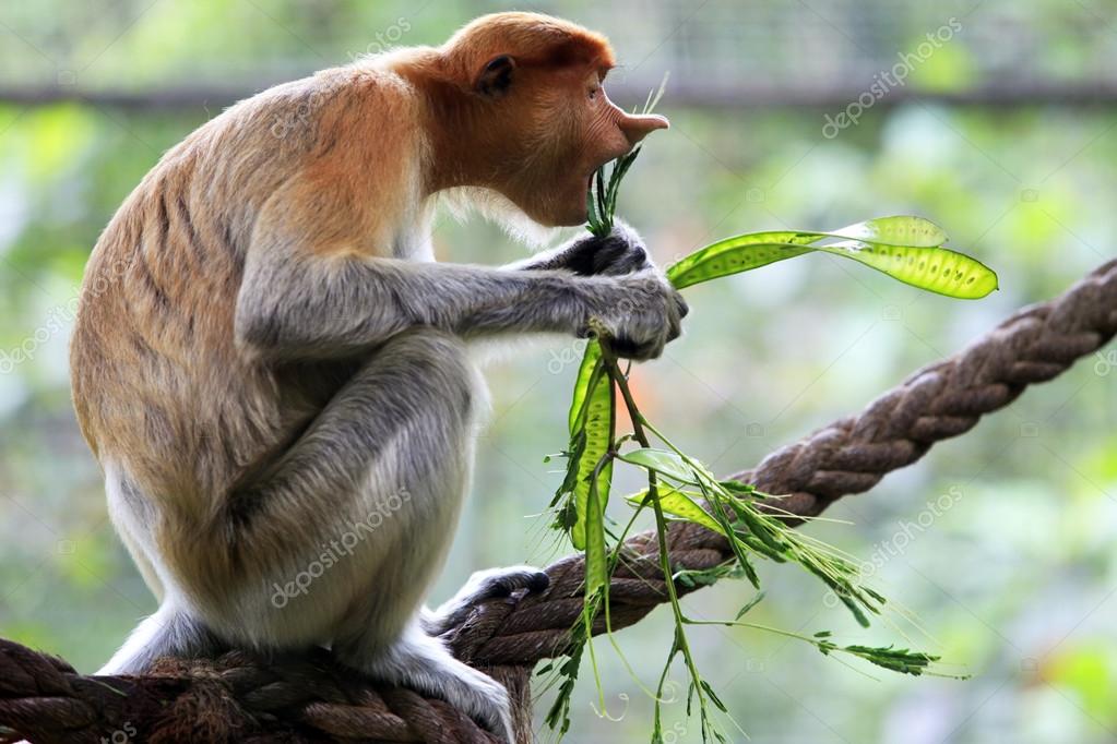 Proboscis monkey, Endangered, Borneo, Long Nose