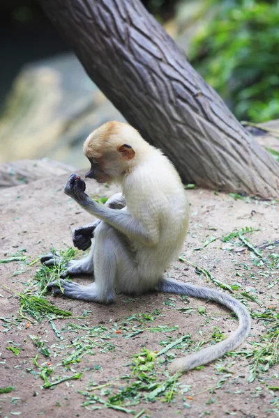 Snabel monkey — Stockfoto