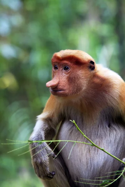 Proboscis monkey — Stock Photo, Image