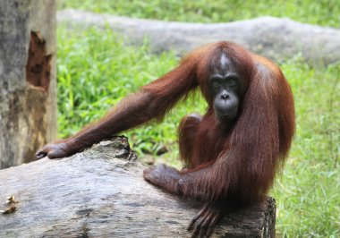 orangutan