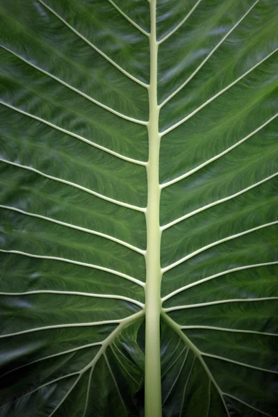 Grönt blad — Stockfoto