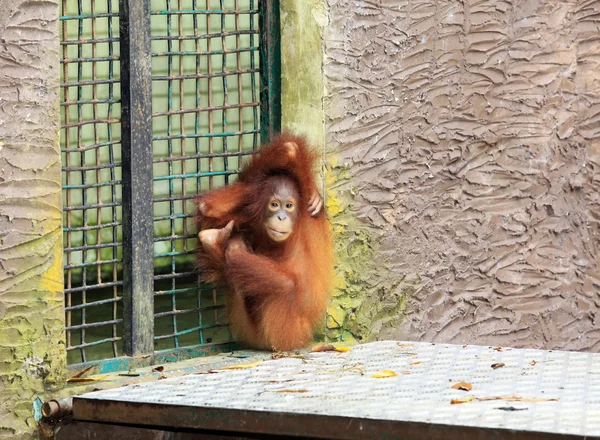 Orangutang — Stockfoto