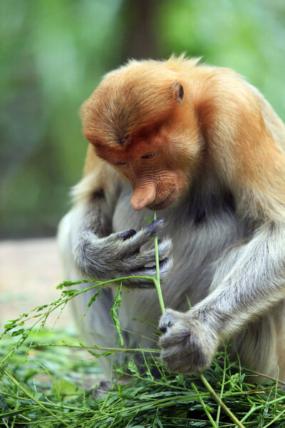 A proboscis monkey