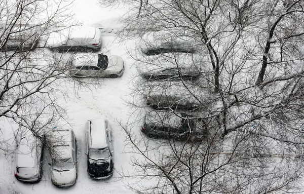 Prima zăpadă — Fotografie, imagine de stoc